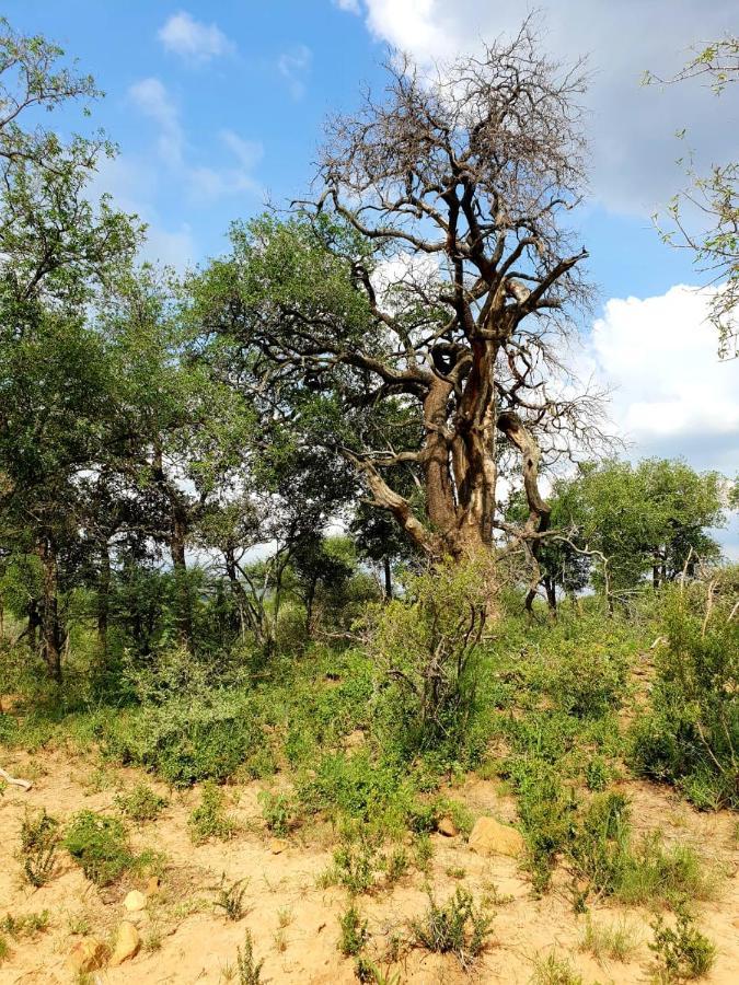 636 Itaga Safari Lodge, Mabalingwe Nature Reserve Mabula Game Reserve Buitenkant foto