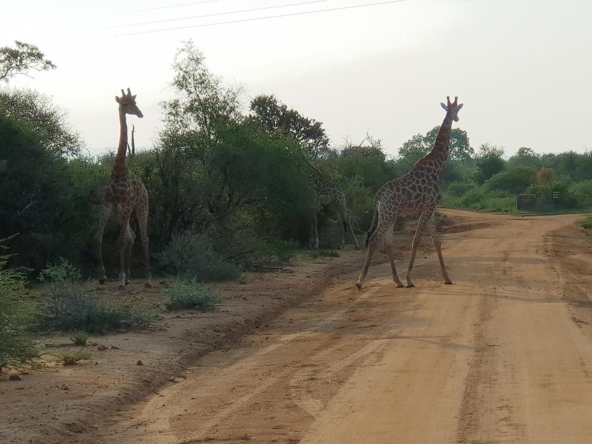 636 Itaga Safari Lodge, Mabalingwe Nature Reserve Mabula Game Reserve Buitenkant foto