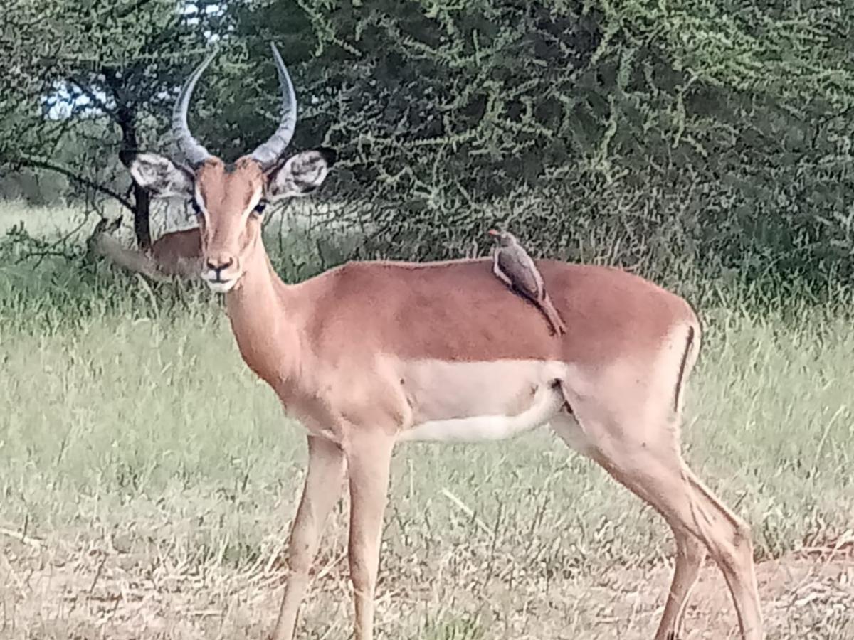636 Itaga Safari Lodge, Mabalingwe Nature Reserve Mabula Game Reserve Buitenkant foto